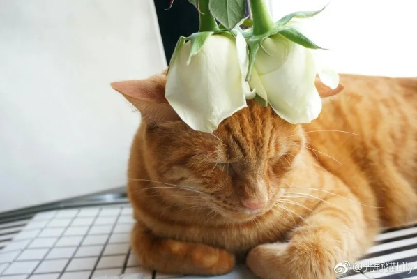 (花与猫咪)携手芬芳，共舞相思：花与猫与香水折相思版